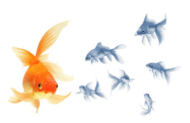 Sticker - gold fish