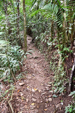Path In The Forest, In Costa Rica Central America
