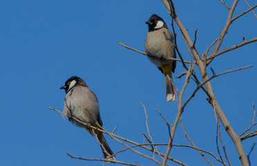 beauty birds