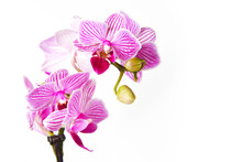 Mini Phalaenopsis Moth Orchid With Pink Blossoms, Close Up, On White Background, Copy Space
