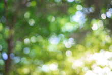 Green Bokeh On Nature Abstract Blur Background Green Bokeh From Tree