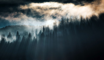 Wall Mural - Silhouette of forest with dense fog.