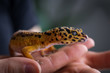 Leopard gecko (eublepharis macularius) held in hand