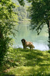 Zbłąkany pies w parku nad jeziorem