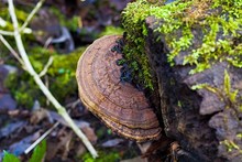 Dark Mushroom Up Close