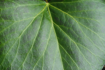 texture of green natural leaf, clearly visible streaks.