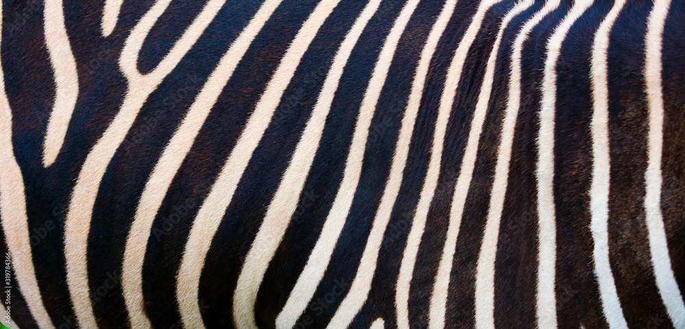 Zebra background, black and white stripes. Photo of the skin of a real ...