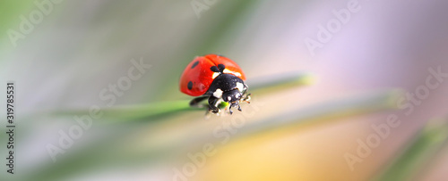 Macro red Ladybug nature blur background. Tableau sur Toile