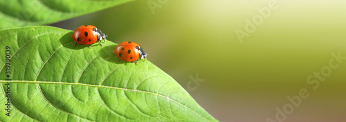 Cuadros en Lienzo Macro red two Ladybug on leaf. Nature horizontal background.