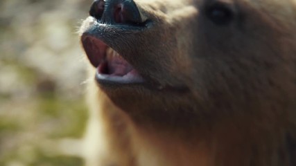 Wall Mural - Carpathian funny brown bear curiosly staring at camera roaring showing teeth. Friendly grizzly close-up shot. Animal portait. Wildlife. Concept of nature.