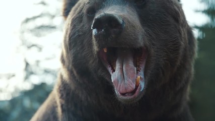 Wall Mural - Funny brown bear's muzzle in forest wild danger european grass fur summer dangerous nature woods wilderness summertime outdoors powerful life fauna slow motion