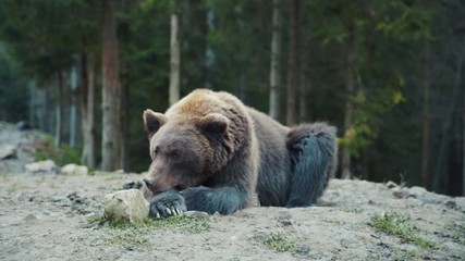 Wall Mural - Lazy sleepy grizzley lying on ground dreaming in the wilderness. Lonely beautiful carpathian brown bear in the woods nature landscape. Wildlife concept.