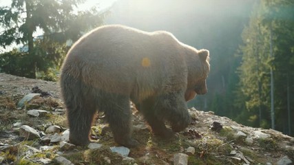 couple carpathian brown bears at sunset in beautiful mountain landscape. two hungry furry grizzly be