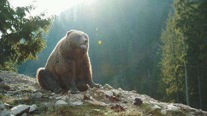 cute carpathian grizzley sitting on cliff top in the woods. funny animal brown bear with tongue out 
