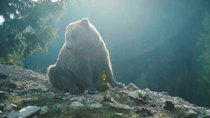 Wall Mural - In forest brown bear's muzzle wild danger european grass fur summer dangerous nature woods wilderness summertime outdoors powerful life fauna slow motion