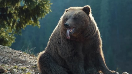 Wall Mural - Beautiful brown bear's muzzle in forest wild danger european grass fur summer dangerous nature woods wilderness summertime outdoors powerful life fauna slow motion