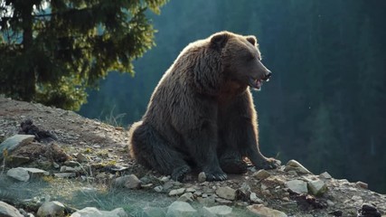 carpathian brown bear in cinematic wood landscape. brown lazy bear sitting on clifftop smelling food