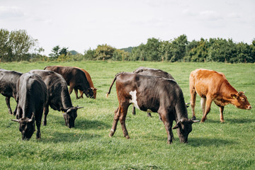 Wall Mural - Dairy cows grazing in the meadow. Cows graze on the green grass.