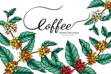 Wall Mural - Coffee flower and leaf drawing illustration with line art on white backgrounds.