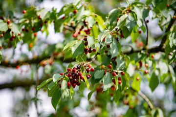 Wall Mural - Ripe berries cherries and not until the end of dospevshie berries on the branch. Close-up view of the berries.