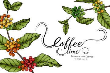 Wall Mural - Coffee flower and leaf drawing illustration with line art on white backgrounds.