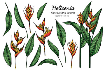 Wall Mural - Set of Heliconia flower and leaf drawing illustration with line art on white backgrounds.