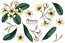 Set Of Plumeria Flower And Leaf Drawing Illustration With Line Art On White Backgrounds.