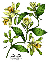 Wall Mural - Vanilla flower and leaf drawing illustration with line art on white backgrounds.