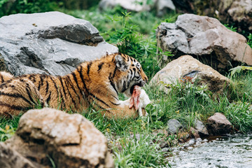 Wall Mural - The tiger has caught the hare and is eating it