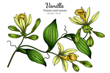 Wall Mural - Vanilla flower and leaf drawing illustration with line art on white backgrounds.