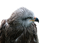 Black Kite (Milvus Migrans), Close Up Of Head Against White Background