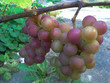 Pink brush of grapes on a branch