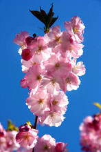 Japanska Körsbärsträd I Blommning I Kungsträdgården