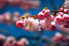 Japanska Körsbärsträd I Blommning I Kungsträdgården
