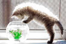 Curious Red Kitten With Goldfish In A Fishbowl