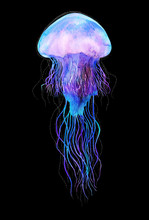 Watercolor Jellyfish In Modern Bright Neon Colors Isolated On Black Background Underwater Vivid Illustration In Large Size Design Element In Magic Style, Purple Blue Violet Glow Pink Fluid Colorful