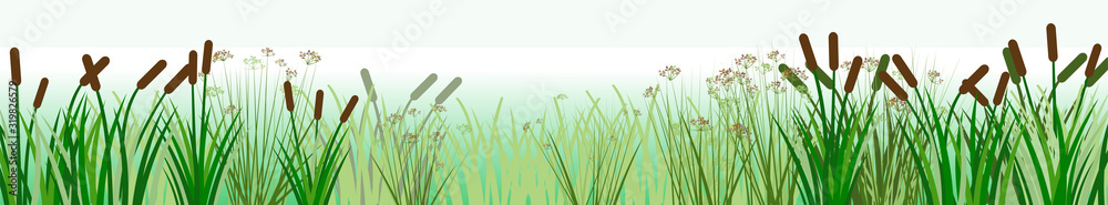 The reeds. Vector. Thickets of sedge, marsh plants and reeds. Bank of the river or lake. Horizontal background image for placement below. Isolated. - obrazy, fototapety, plakaty 