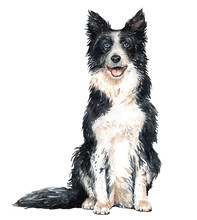 Watercolor Border Collie Of A Dog Drawing. Border Collie Sitting Layer Path, Clipping Path POD, Border Collie Clipping Path Isolated On White Background.