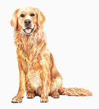 Golden Retriever Paint. Watercolor Hand Drawn Illustration. Watercolor Golden Retriever Sitting Layer Path, Clipping Path Isolated On White Background.
