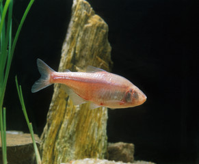 TETRA AVEUGLE astyanax fasciatus mexicanus