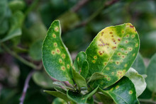 Rust On The Lime Leaves, Citrus Canker