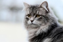 Close-Up Of Maine Coon Cat Outdoors