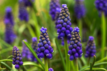 Muscari armeniacum, blue grape hyacinths is a perennial bulbous plant. Floral pattern, beautiful spring flowers in the flowerbed, blurred background