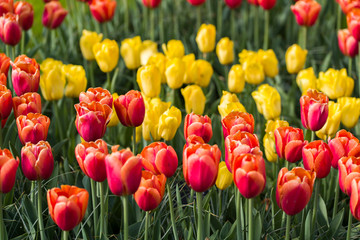 Tulips, the biggest symbol of beauty in netherlands.