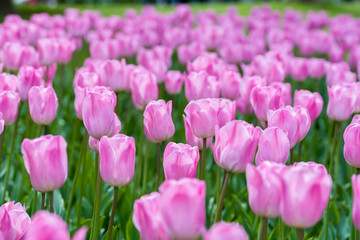 Tulips, the biggest symbol of beauty in netherlands.