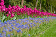 Tulips, the biggest symbol of beauty in netherlands.