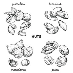 Wall Mural - Pistachios, brazilnut, macadamia, pecan. Hand drawn set with nuts. Vector illustration isolated on white background. Doodle healthy food illustrations