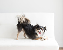 Playful Long Haired Chihuahua Pounces On His Squirrel Toy On A White Futon