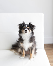 Serious Long Haired Chihuahua In Natural Light With Squirrel Toy On A White Futon And Is Playful And Makes Eye Contact