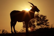 Low Angle View Of Silhouette Eland Standing On Field During Sunset